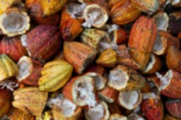 El uso del cacao dentro de la cosmética natural